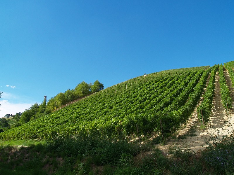 Vigneti in estate